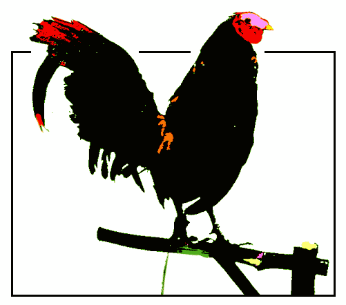 Sabong fight motion graphic